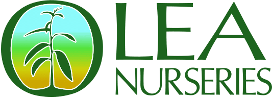 Olea Nurseries — Major Sponsor